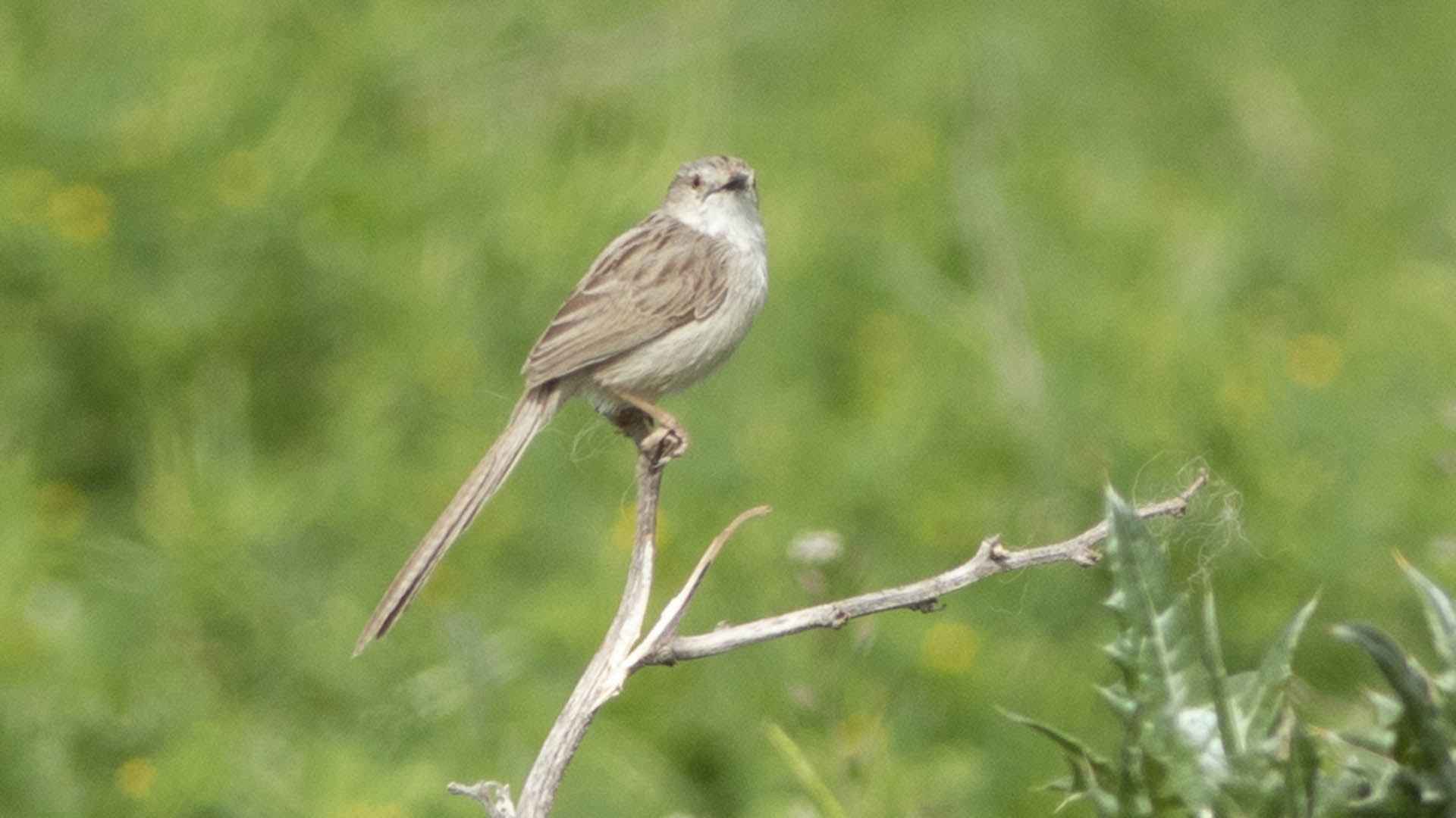 Graceful Prinia